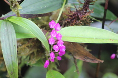 Sertifera purpurea