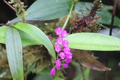Sertifera purpurea