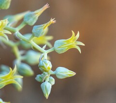 Dudleya abramsii calcicola