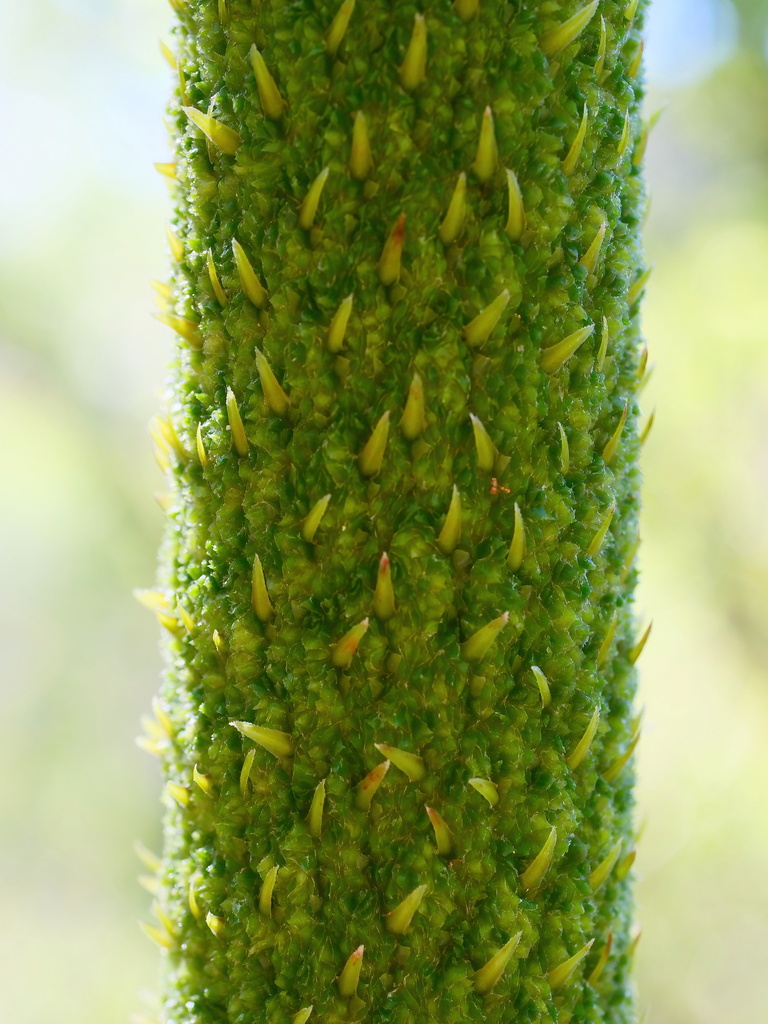 Xanthorrhoea johnsonii A.T.Lee 3