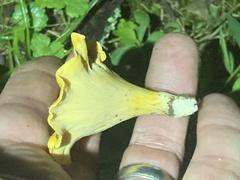Cantharellus