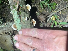 Fungi