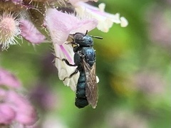 Ceratina unicolor