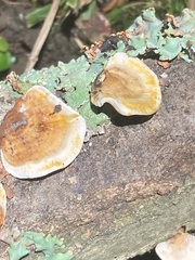 Fungi