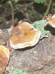 Fungi