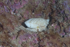 Acar plicata