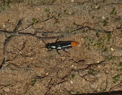 Xanthopygus xanthopygus