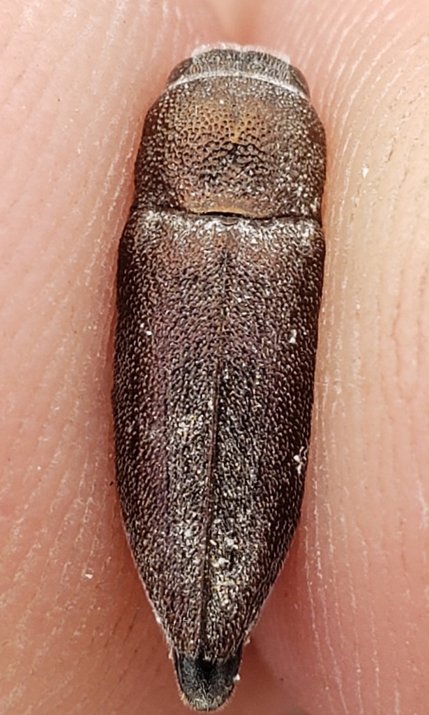 Nanularia obrienorum