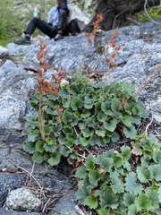 Heuchera parishii