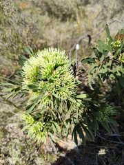 Hakea corymbosa