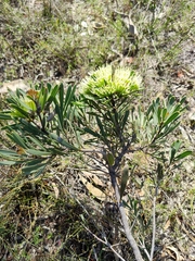 Hakea corymbosa