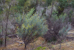 Acacia aphylla