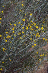 Acacia aphylla