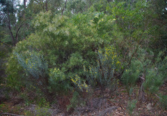 Acacia aphylla