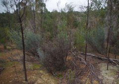 Acacia aphylla