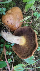 Suillus variegatus