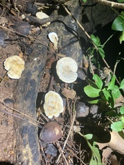 Polyporales