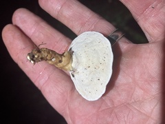 Polyporales