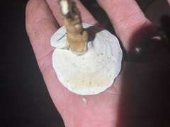 Polyporales