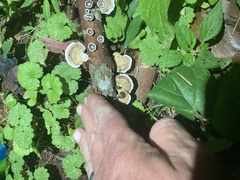 Fungi