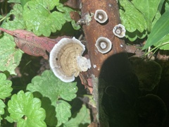 Fungi