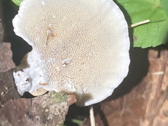 Fungi