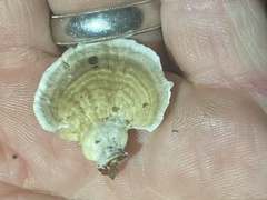 Fungi