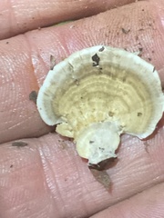 Fungi