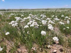 Allium polyrhizum