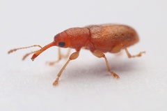 Rhinorhynchus rufulus