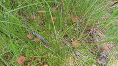 Cortinarius huronensis