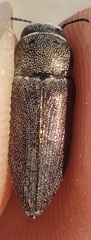 Nanularia obrienorum