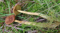 Cortinarius huronensis