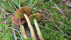 Cortinarius huronensis