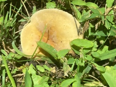 Lactifluus