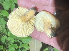 Lactifluus