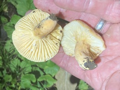 Lactifluus