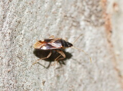 Myocara australis