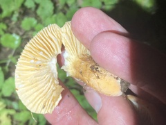 Lactifluus