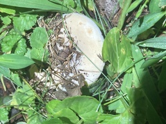 Fungi