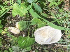 Fungi