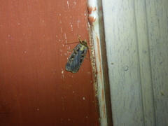 Pseudohermonassa tenuicula