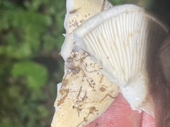 Fungi