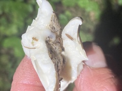 Fungi