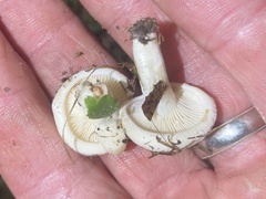 Fungi