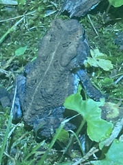 Anaxyrus americanus