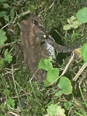 Anaxyrus americanus