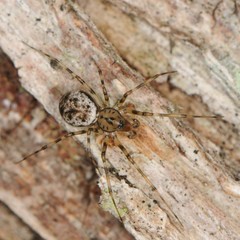 Drapetisca alteranda