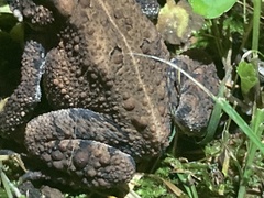 Anaxyrus americanus