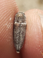 Nanularia obrienorum